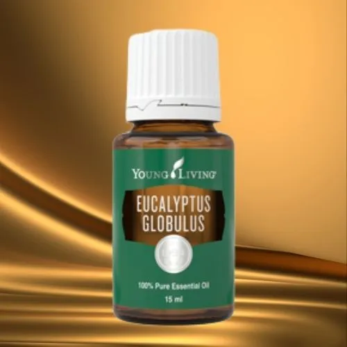 Eucalyptus Globulus